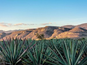 Ruta del Mezcal